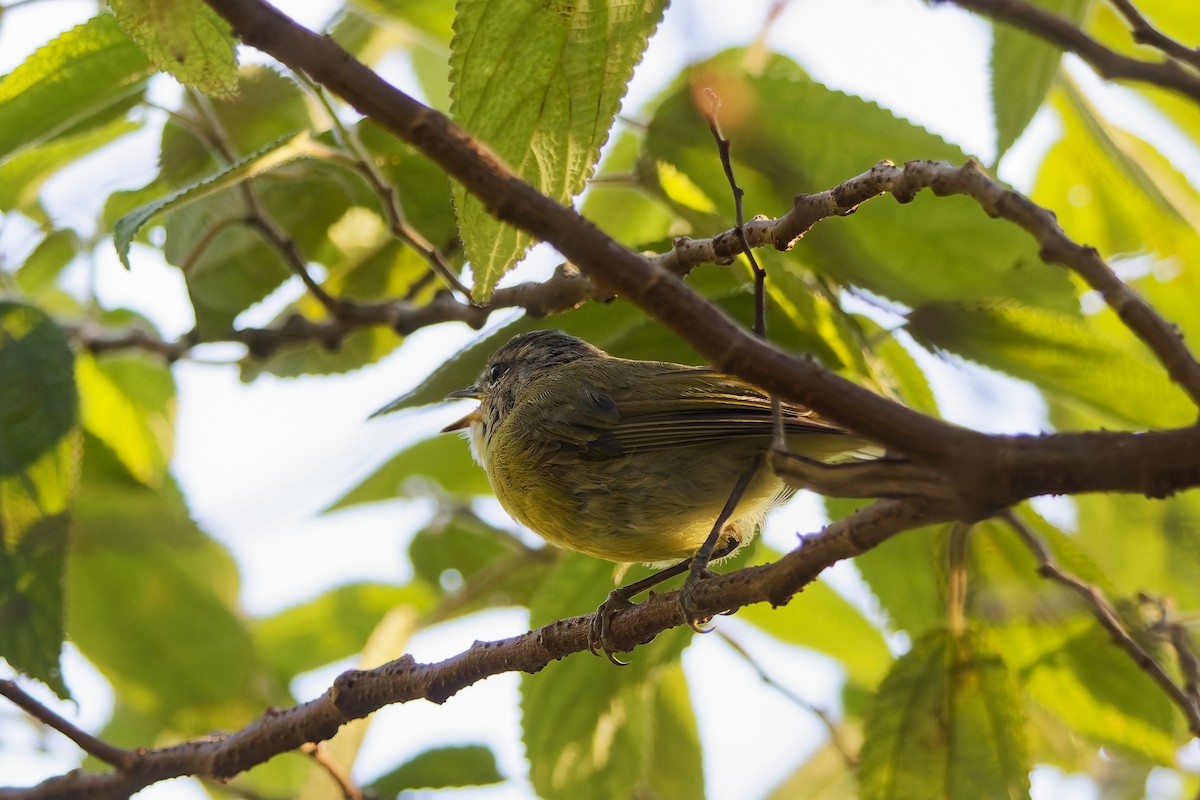 Pouillot de Timor (floresianus) - ML643085167