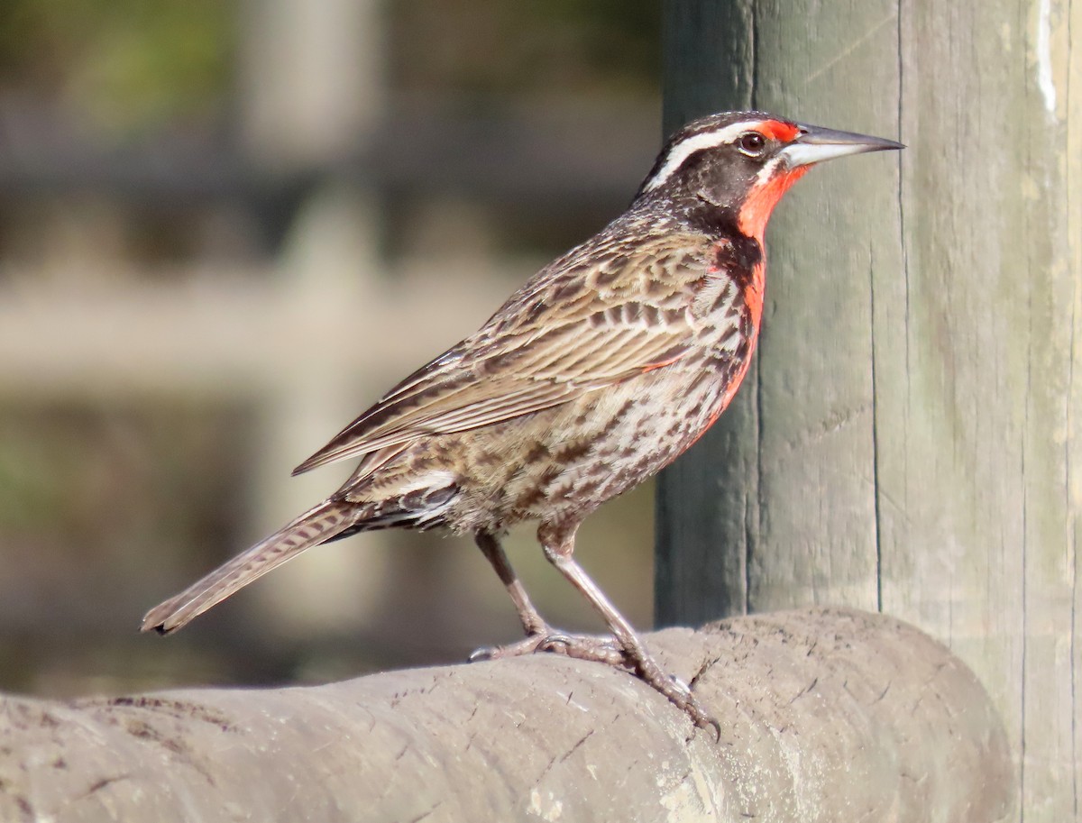 Long-tailed Meadowlark - ML643085172
