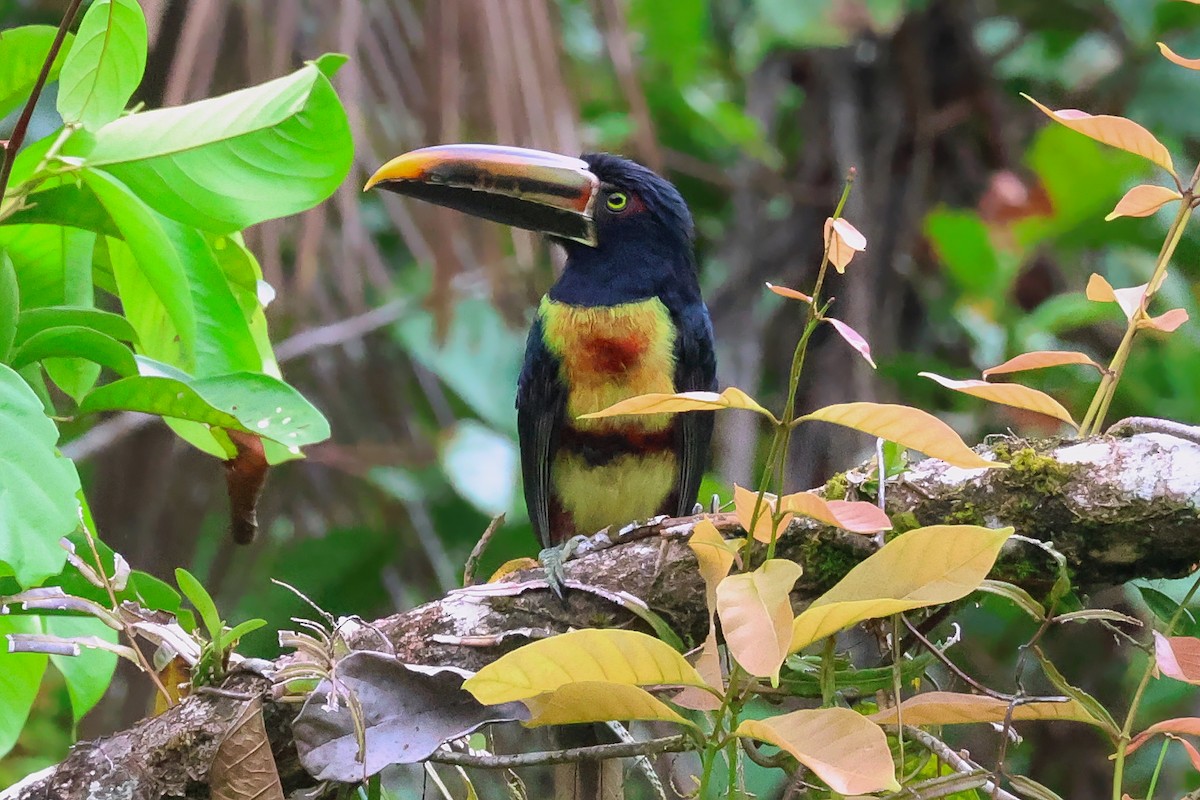 Collared Aracari (Stripe-billed) - ML643085180