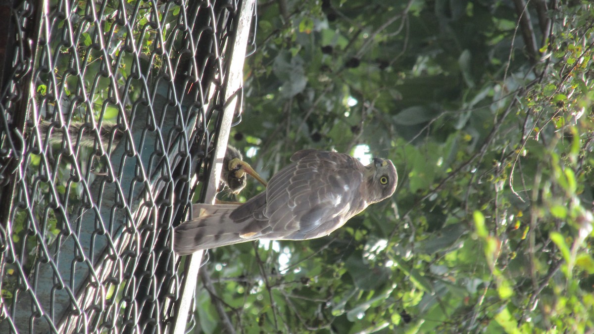 Shikra - ML643085195