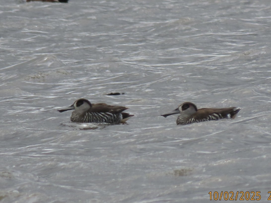 Pink-eared Duck - ML643085206