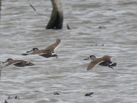 Pink-eared Duck - ML643085207