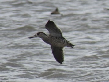 Pink-eared Duck - ML643085208