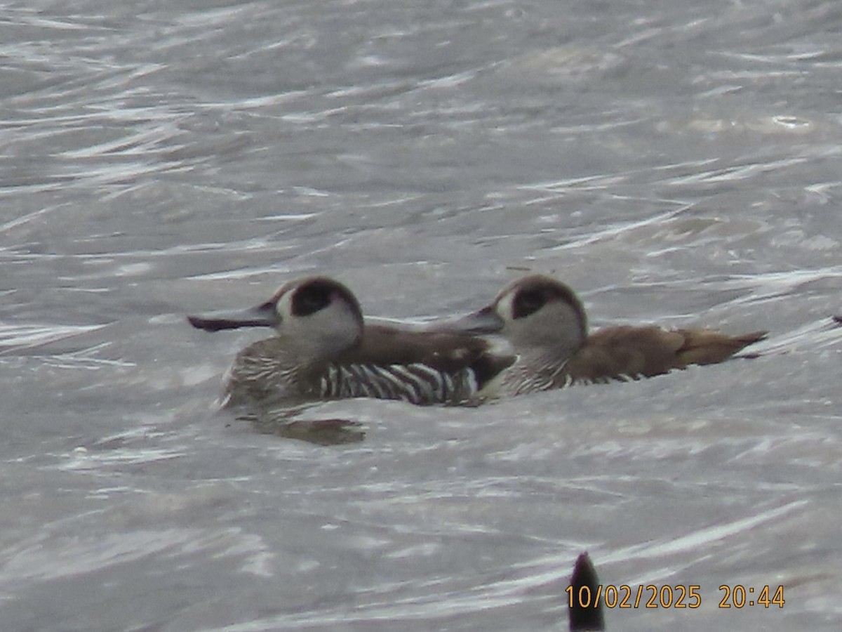Pink-eared Duck - ML643085209