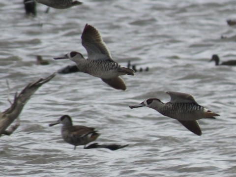 Pink-eared Duck - ML643085210