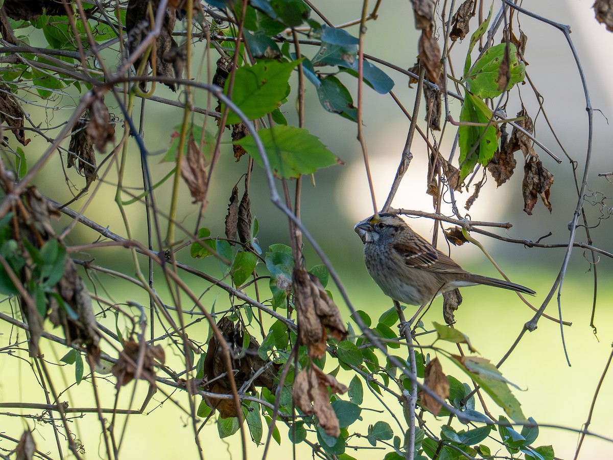 White-throated Sparrow - ML643085235