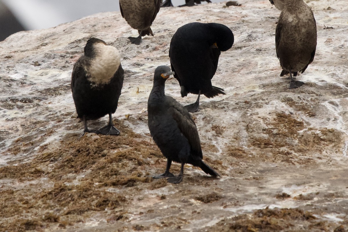 Cape Cormorant - ML643085264