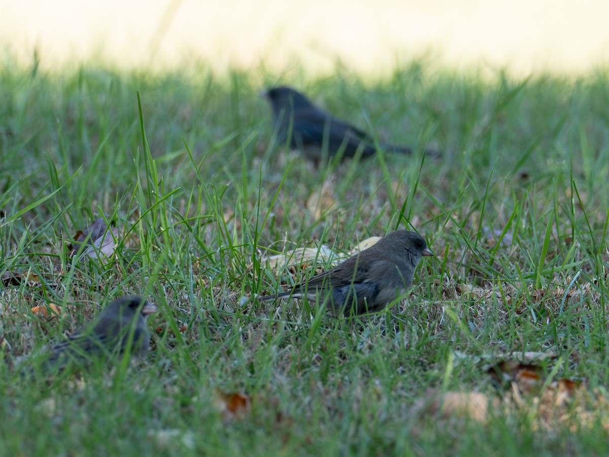 Dark-eyed Junco - ML643085276