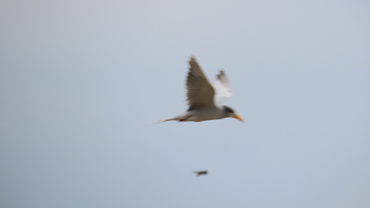 River Tern - ML643085277