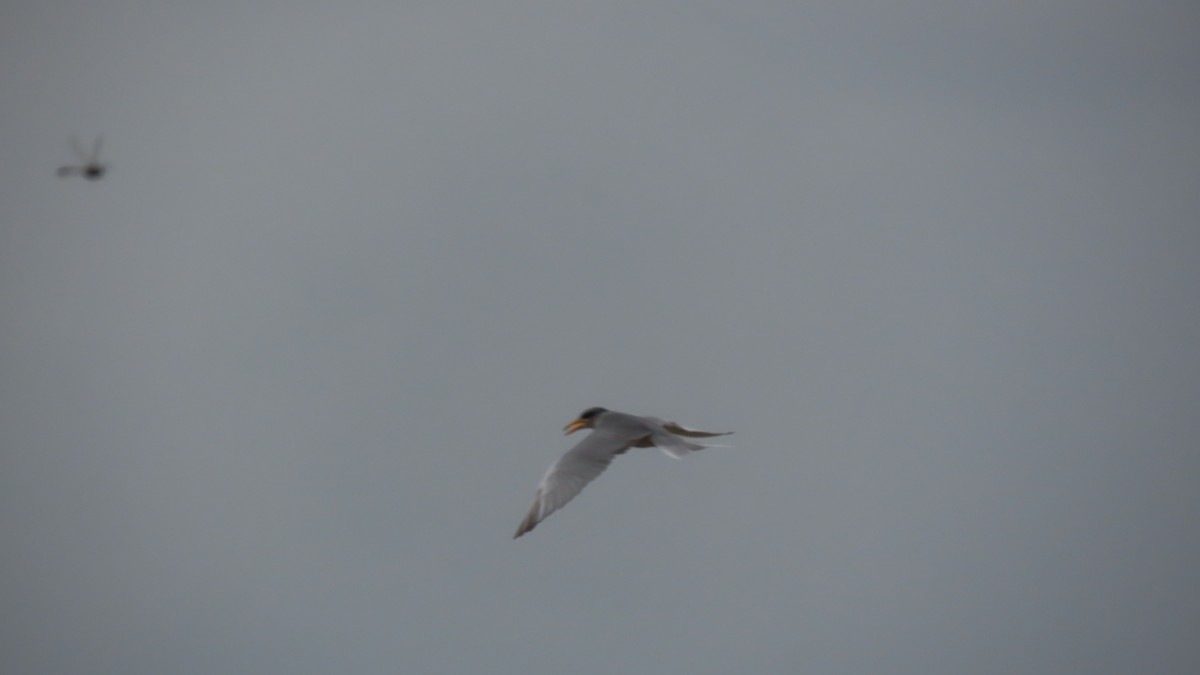 River Tern - ML643085278