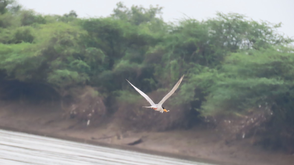 River Tern - ML643085279