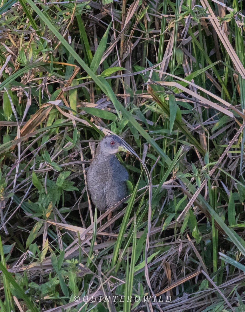 Ash-throated Crake - ML643085280