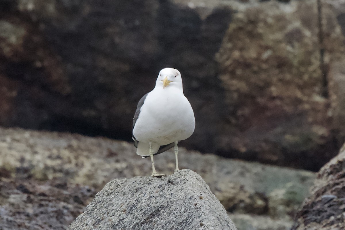 Kelp Gull - ML643085284