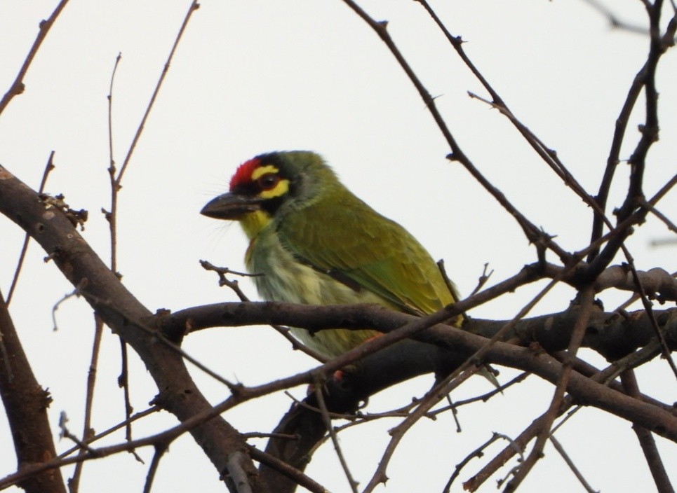 Coppersmith Barbet - ML643085287