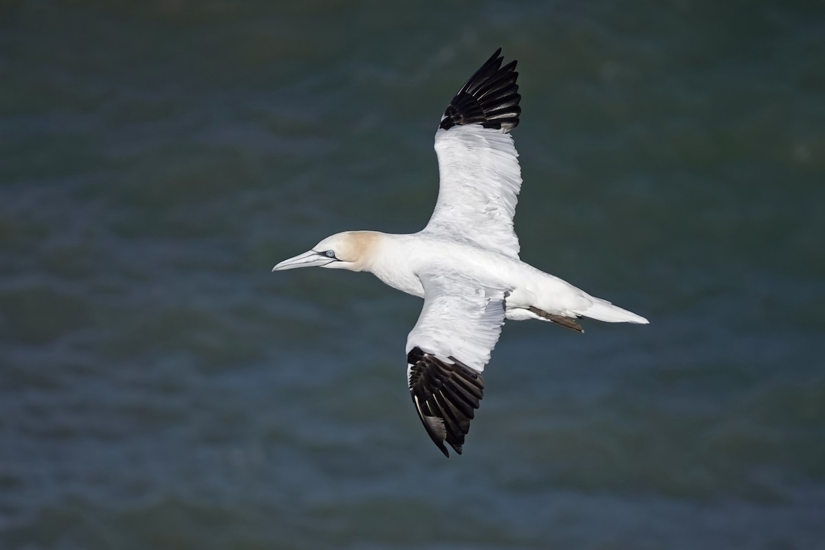 Northern Gannet - ML643085293