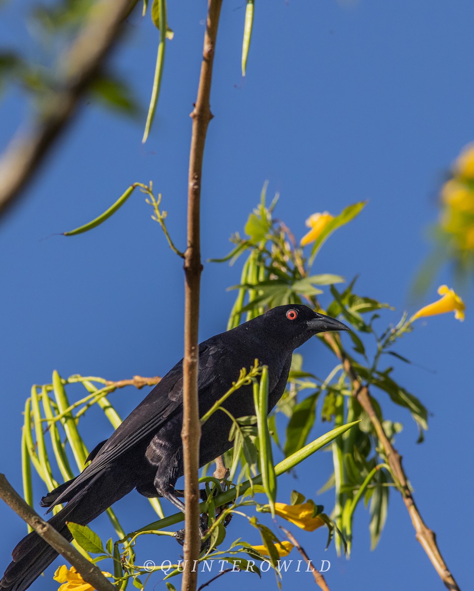 Giant Cowbird - ML643085310