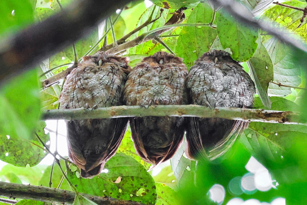 Tropical Screech-Owl - ML643085322