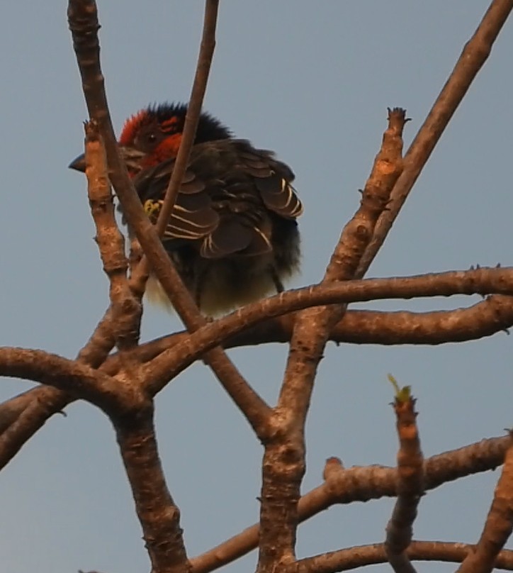 Black-collared Barbet - ML643085326