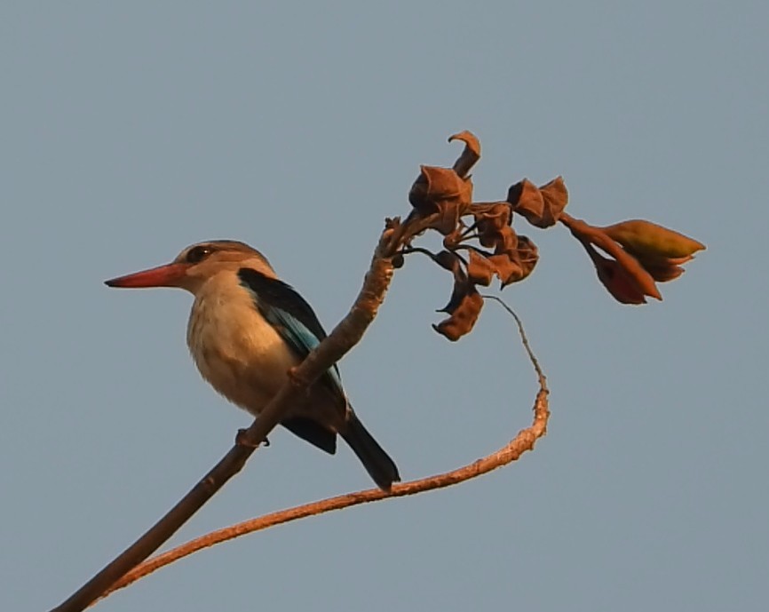 Brown-hooded Kingfisher - ML643085330