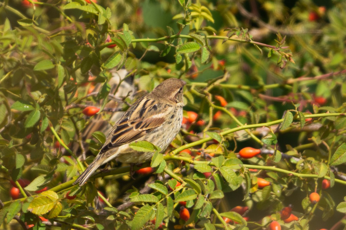 Spanish Sparrow - ML643085350