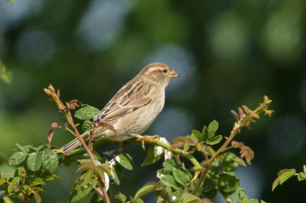 Spanish Sparrow - ML643085351