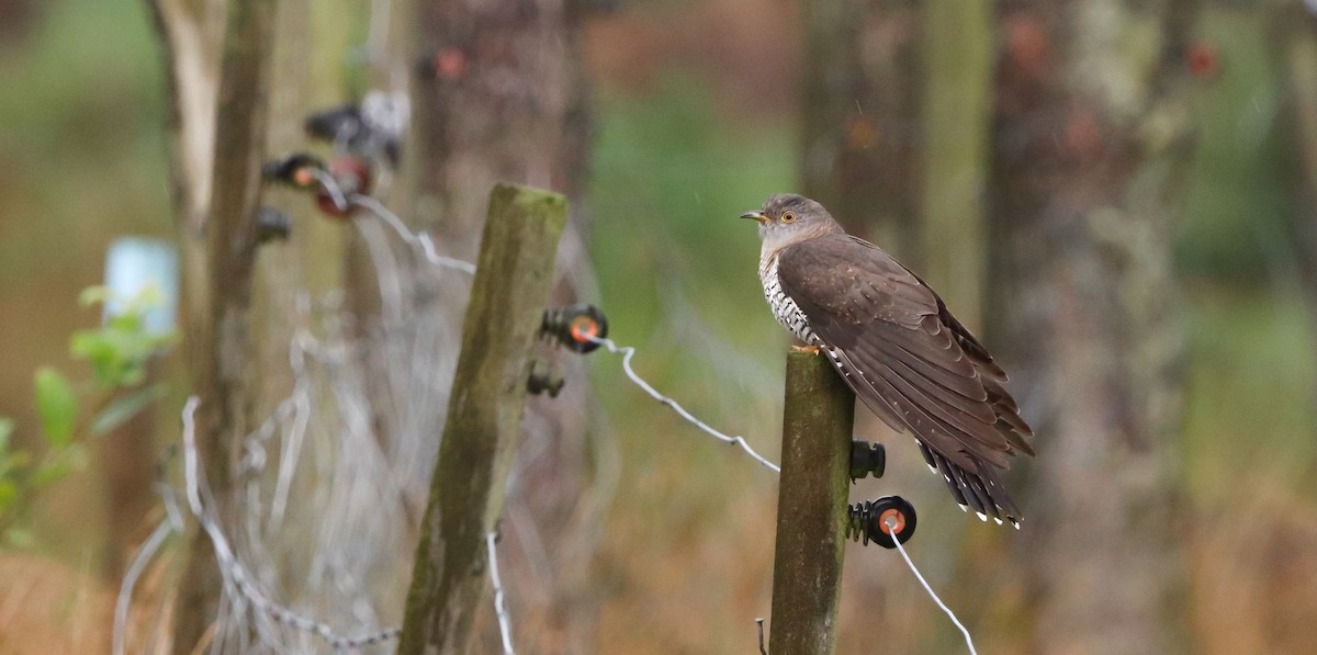 Common Cuckoo - ML643085365