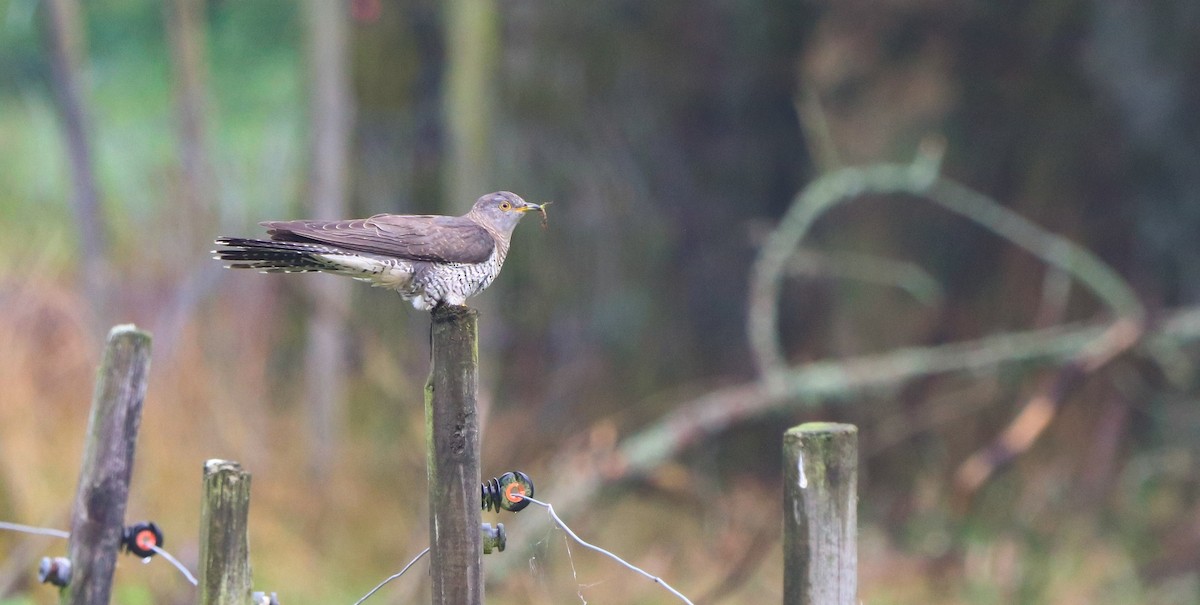Common Cuckoo - ML643085366