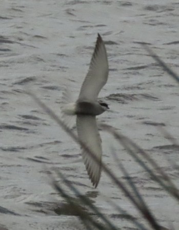 Whiskered Tern - ML643085378