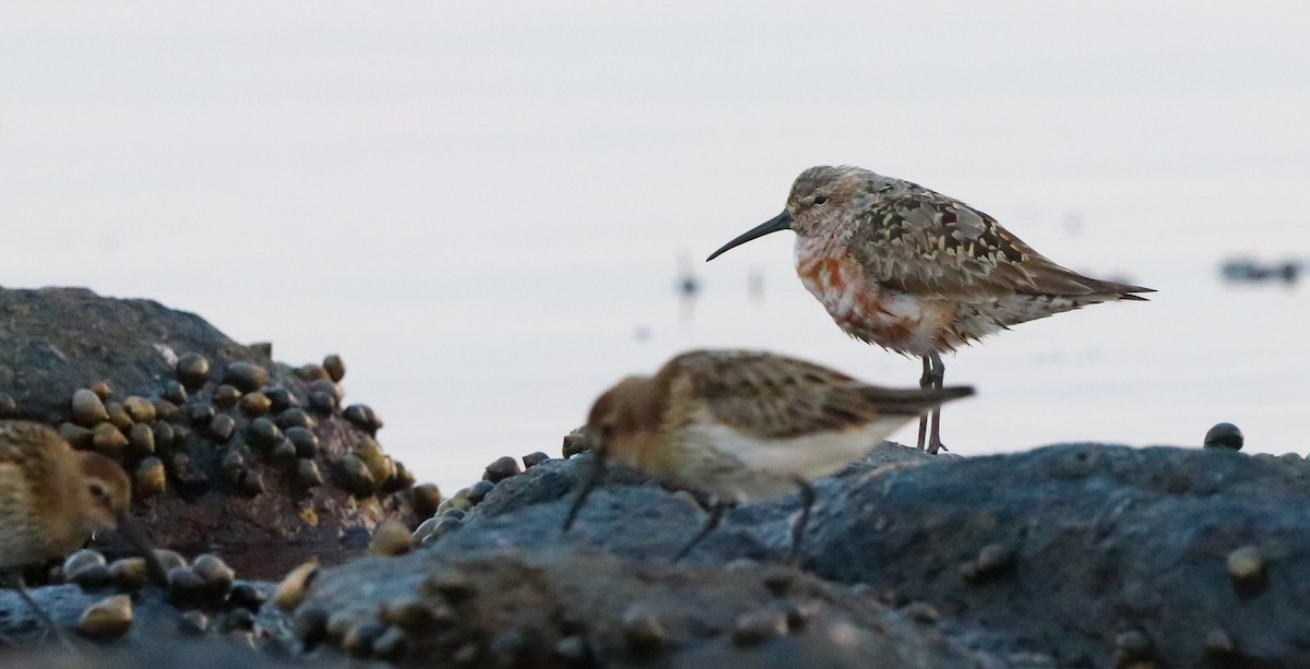 Curlew Sandpiper - ML643085384