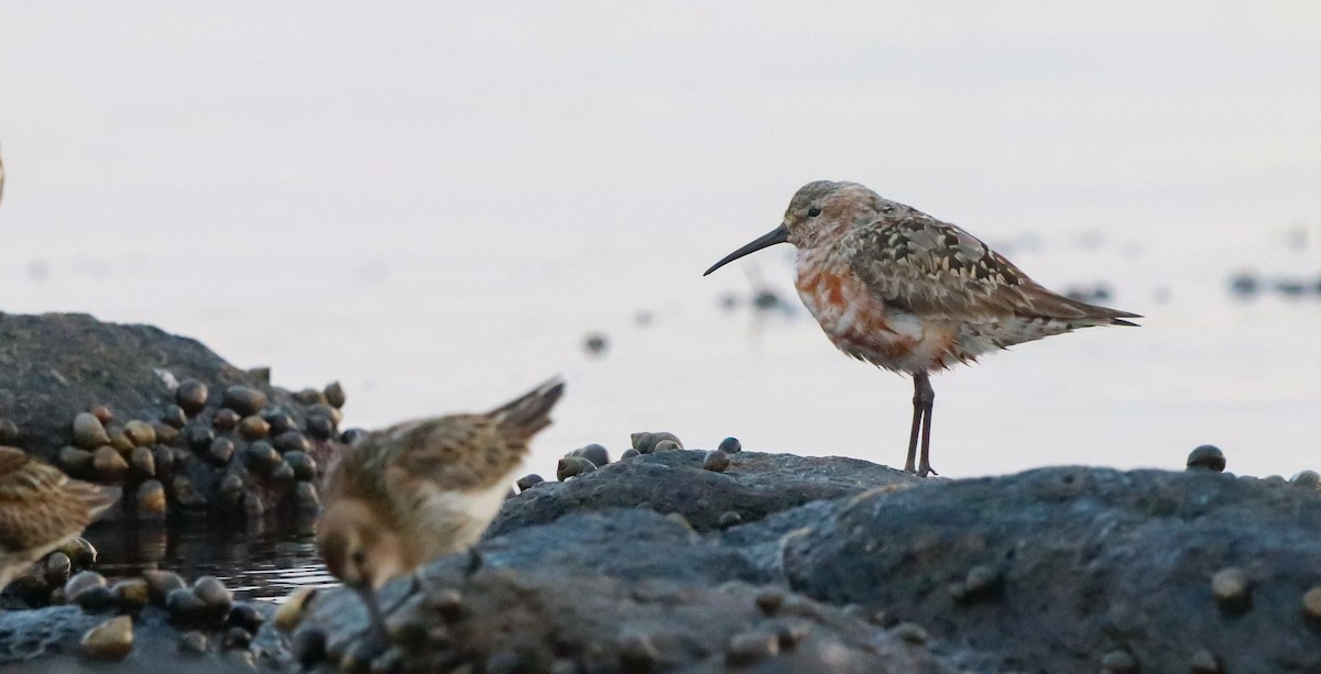Curlew Sandpiper - ML643085385