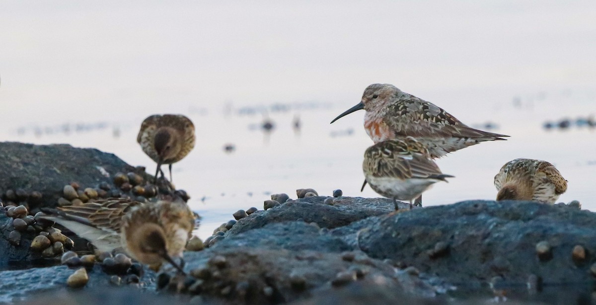 Curlew Sandpiper - ML643085386