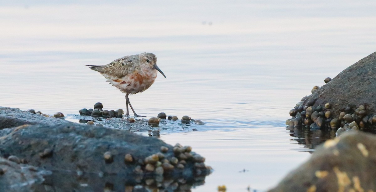 Curlew Sandpiper - ML643085387