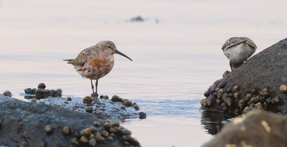 Curlew Sandpiper - ML643085388