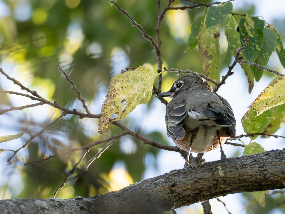American Robin - ML643085396