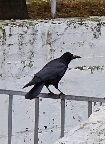 Rook - ML643085398