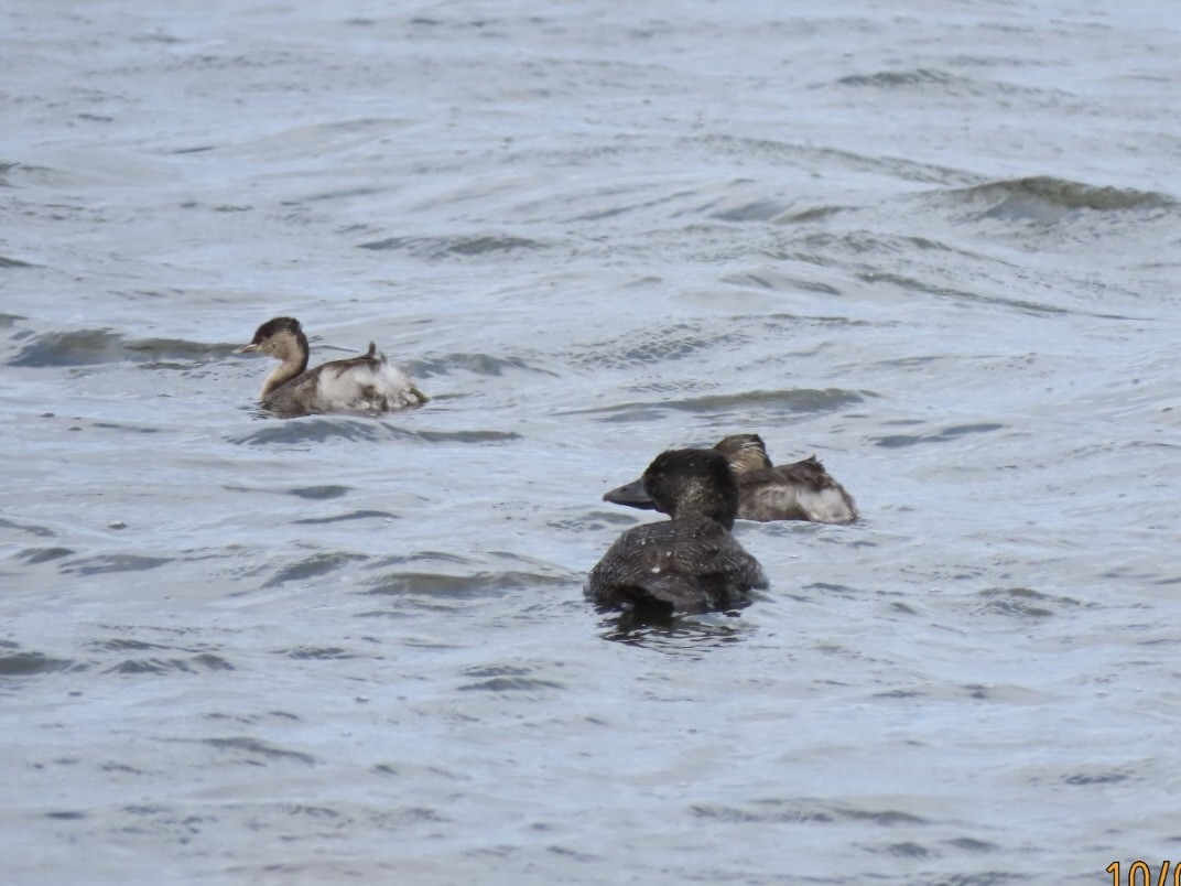 Hoary-headed Grebe - ML643085406
