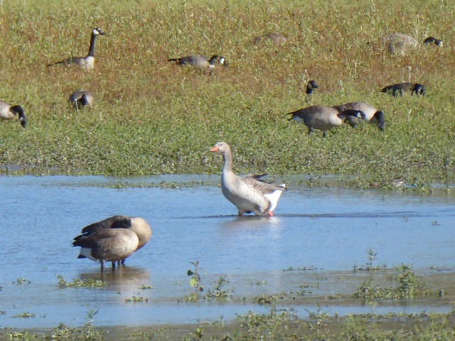 Graylag Goose (Domestic type) - ML643085422