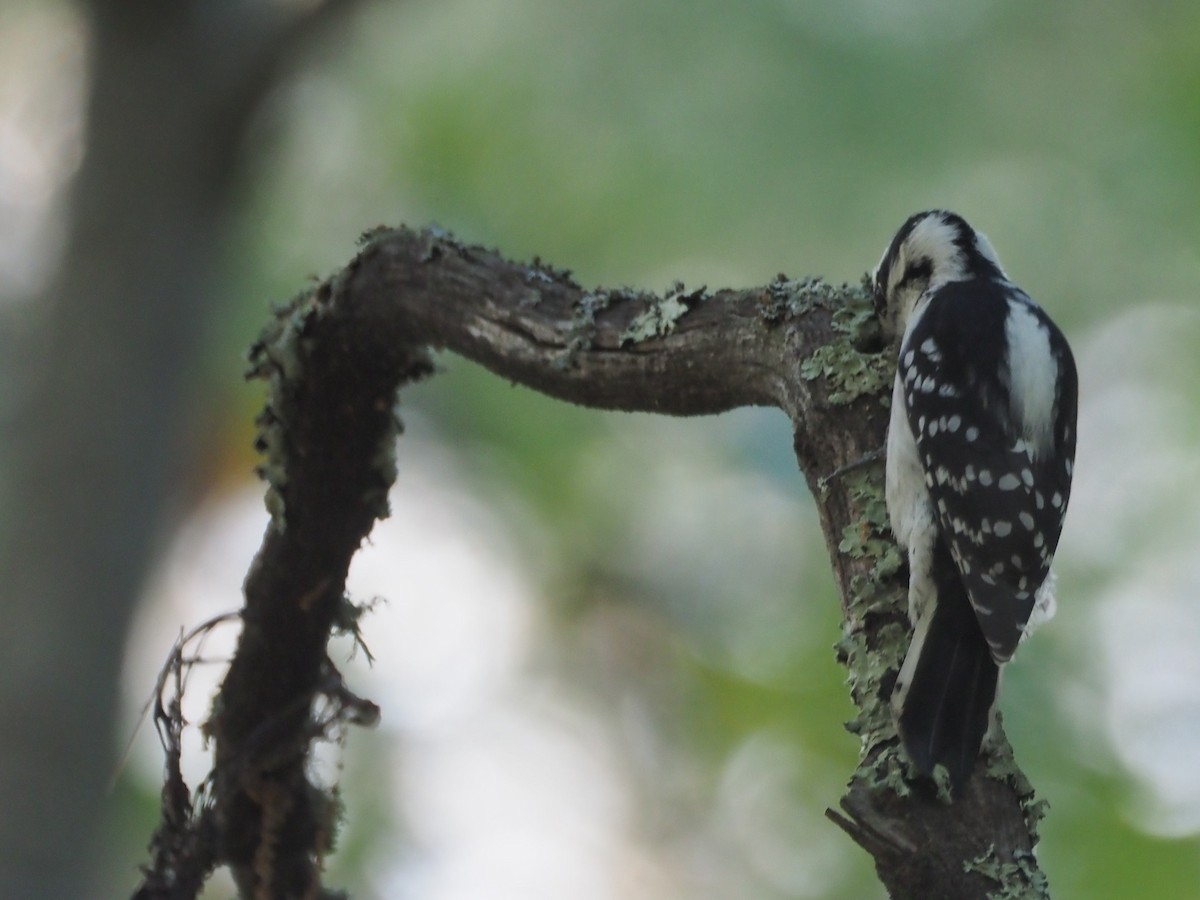 Downy Woodpecker - ML643085433