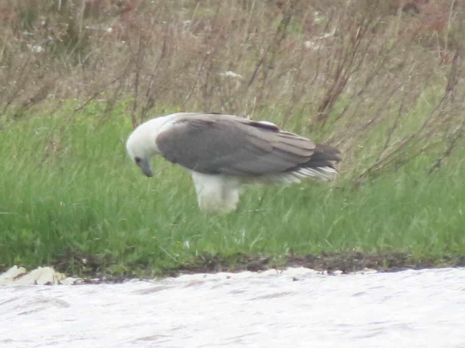 White-bellied Sea-Eagle - ML643085438