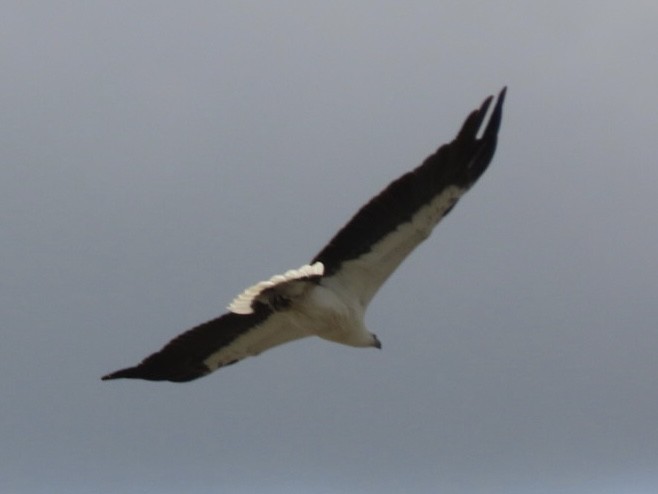 White-bellied Sea-Eagle - ML643085439