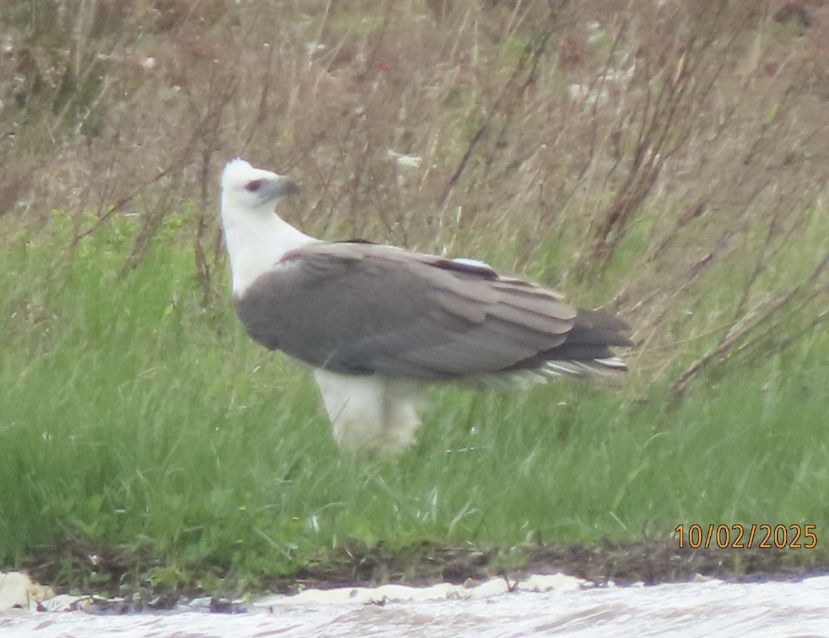 White-bellied Sea-Eagle - ML643085440