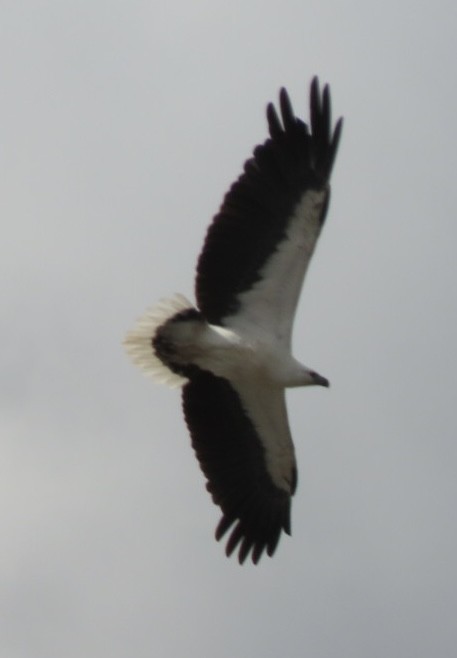 White-bellied Sea-Eagle - ML643085441