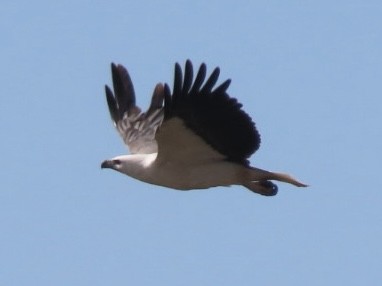 White-bellied Sea-Eagle - ML643085442