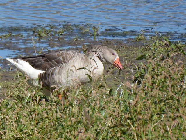 Graylag Goose (Domestic type) - ML643085457