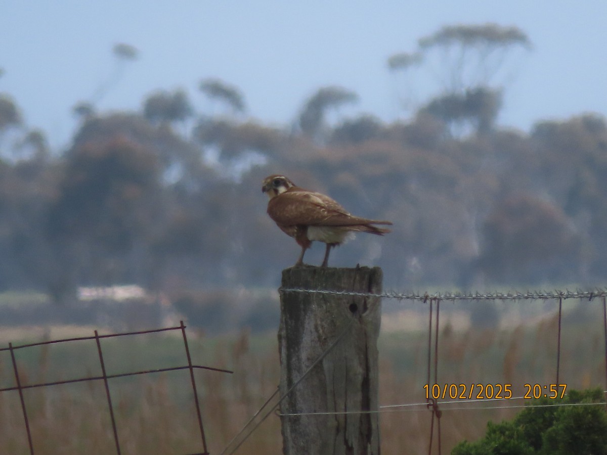 Brown Falcon - ML643085459