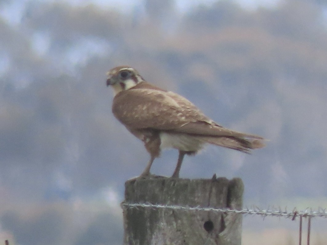 Brown Falcon - ML643085460