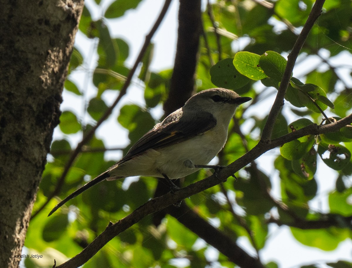 Small Minivet - ML643085464