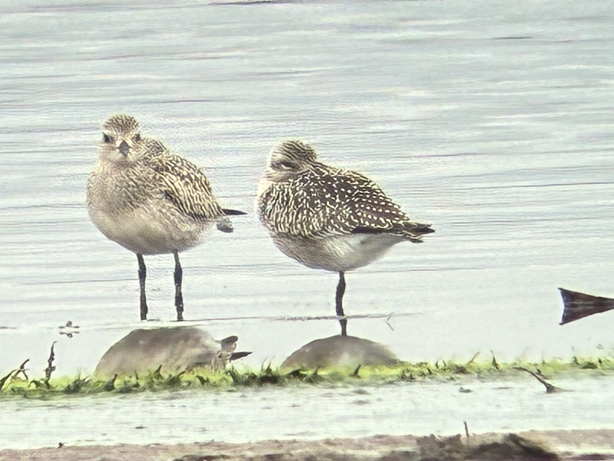 Black-bellied Plover - ML643085471