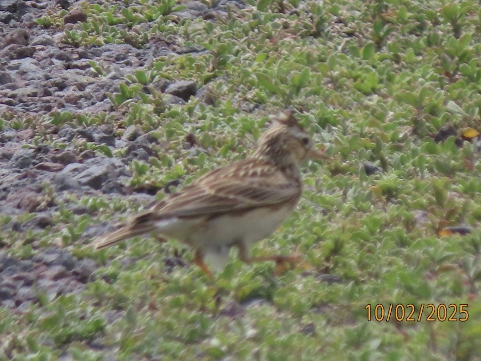 Eurasian Skylark - ML643085480