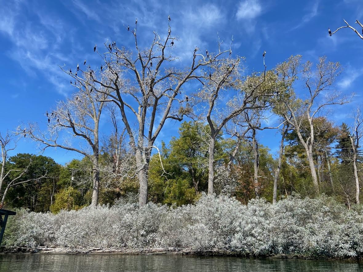 Double-crested Cormorant - ML643085487